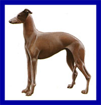 a well breed Greyhound dog